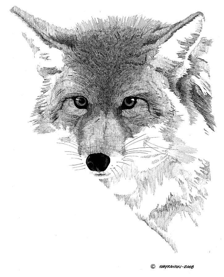 Coyote Drawing Photo