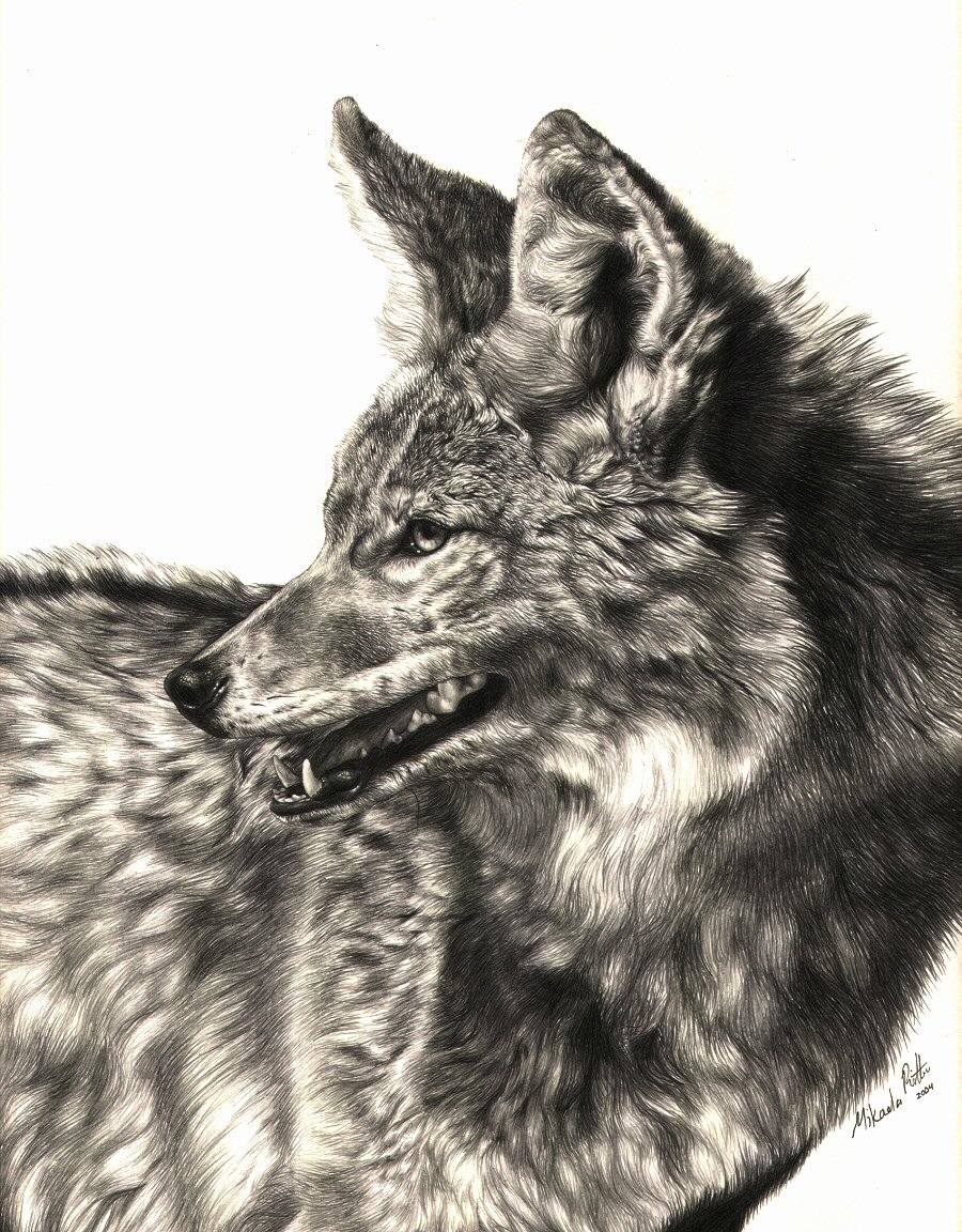Coyote Drawing Photos