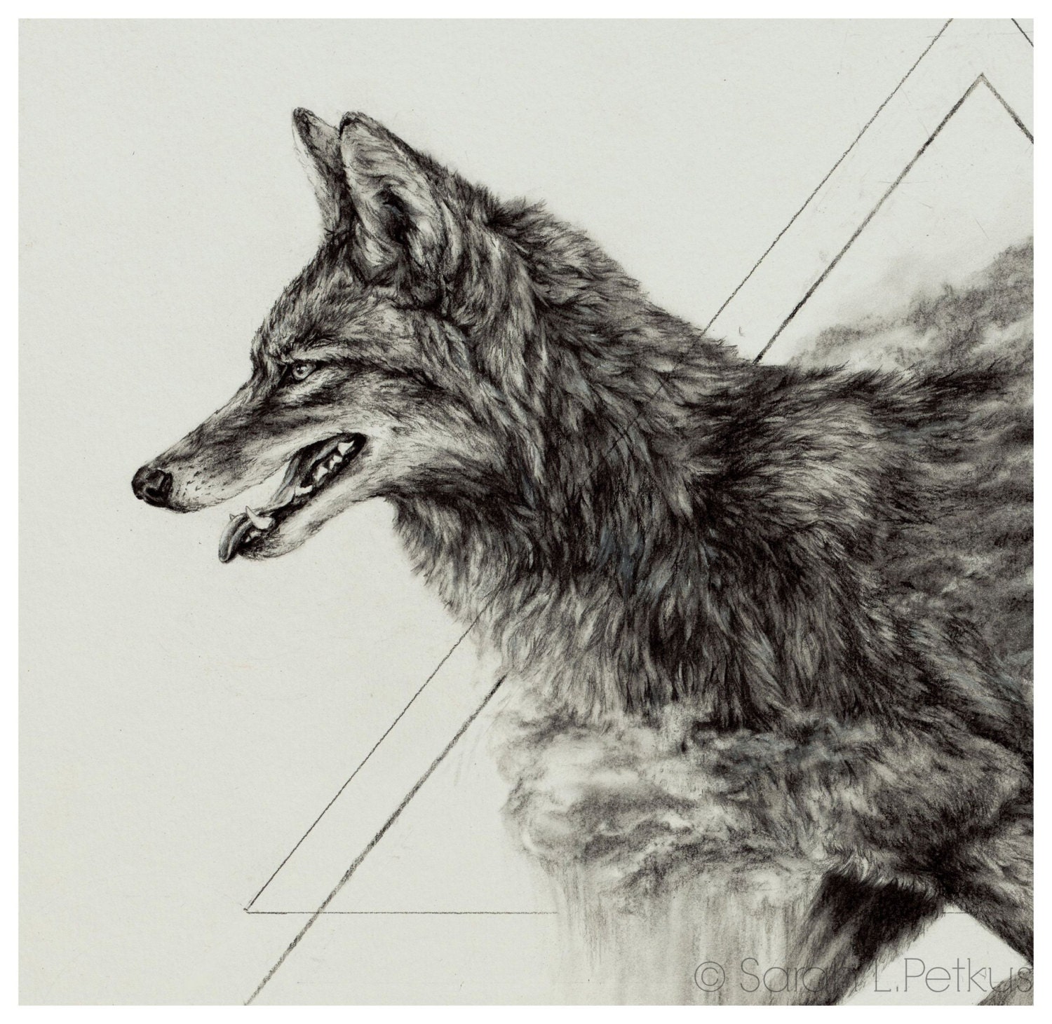 Coyote Drawing Pic
