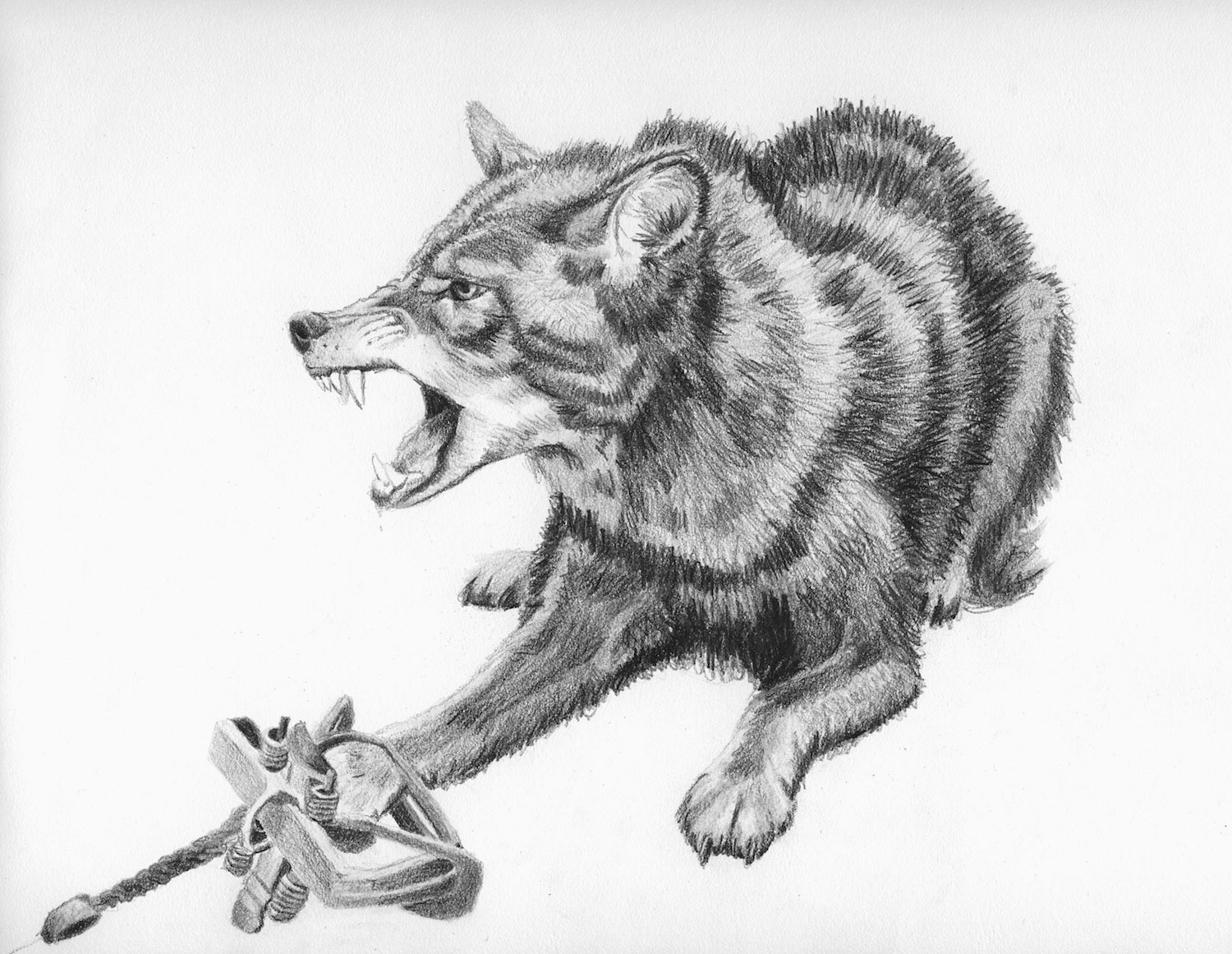 Coyote Drawing Realistic