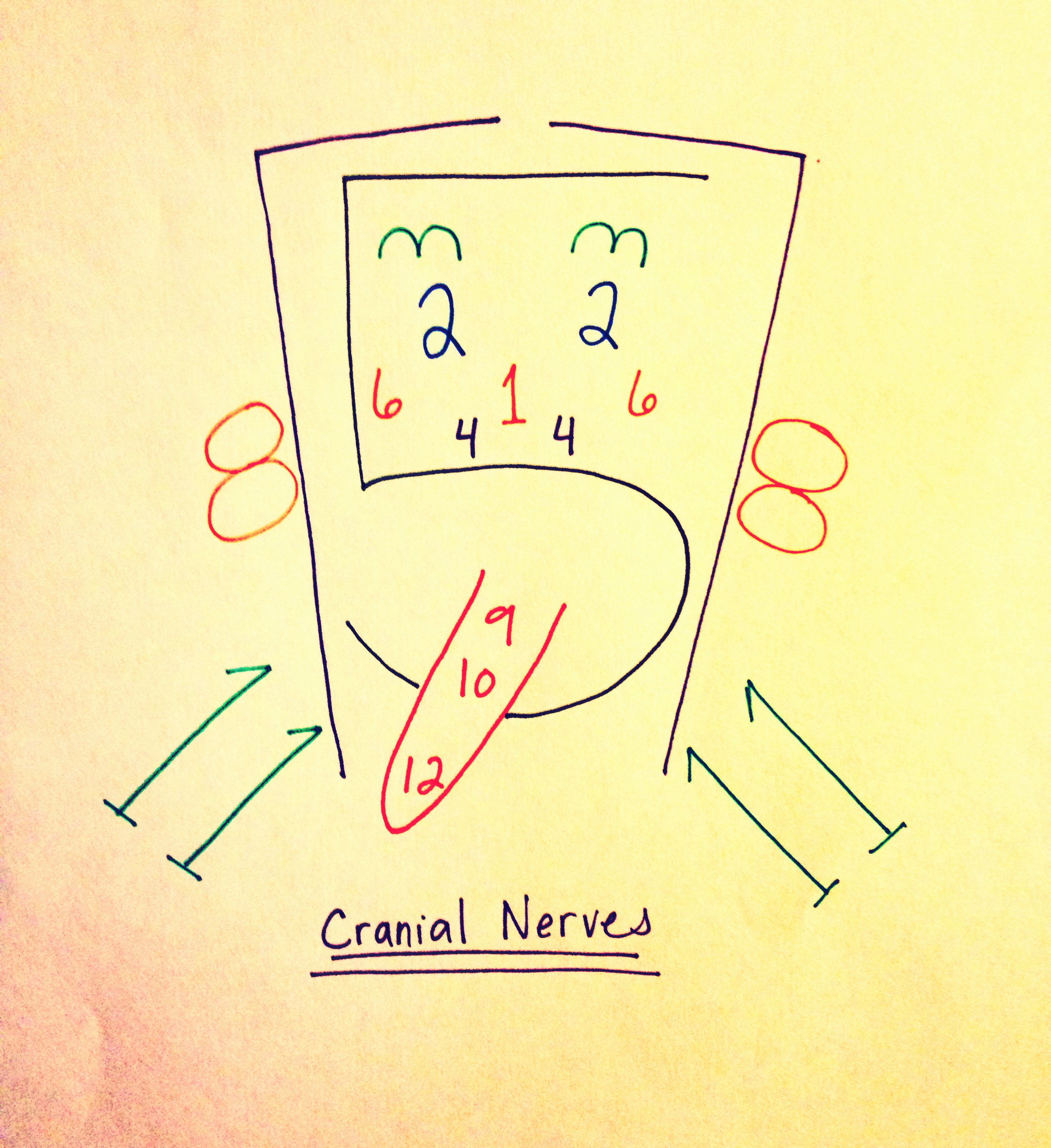 Cranial Nerve Face Drawing High-Quality