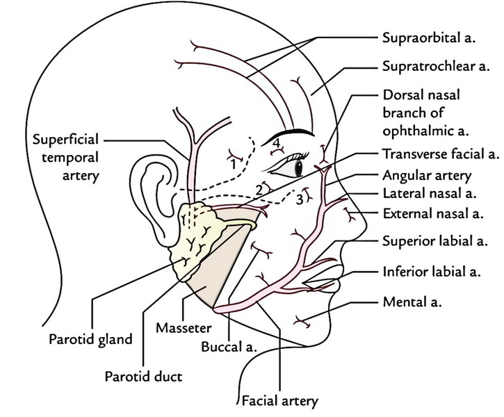 Cranial Nerve Face Drawing Image