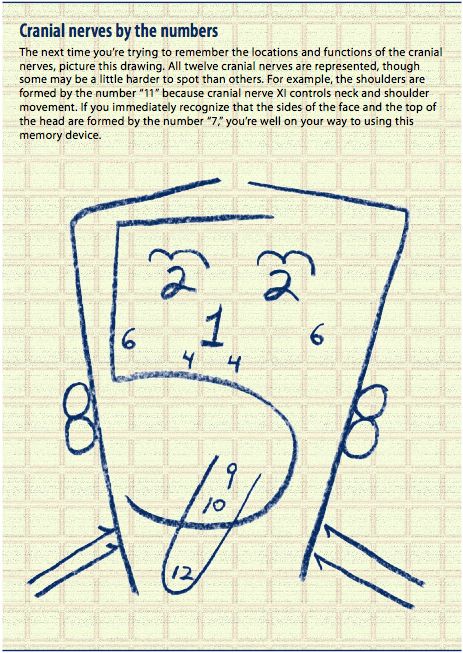Cranial Nerve Face Drawing Images