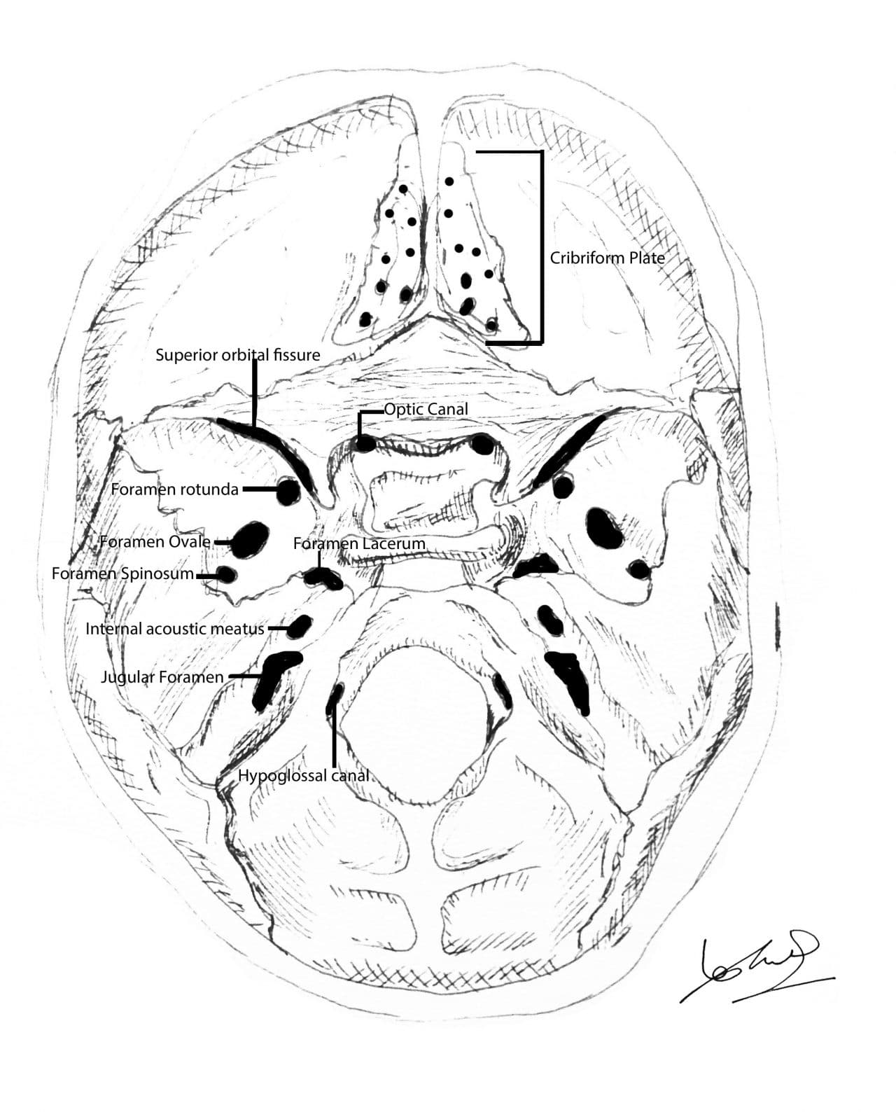 Cranial Nerve Face Drawing Pics