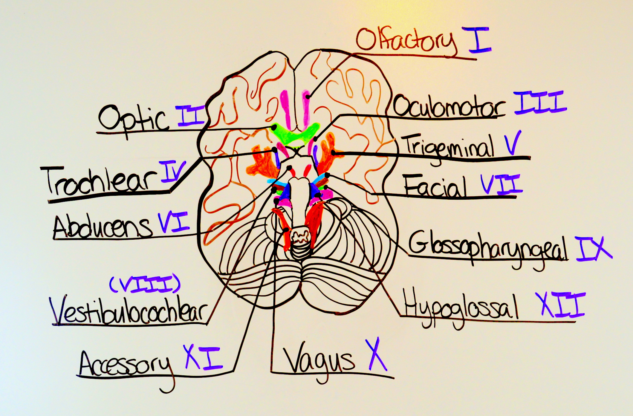 Cranial Nerve Face Drawing Realistic