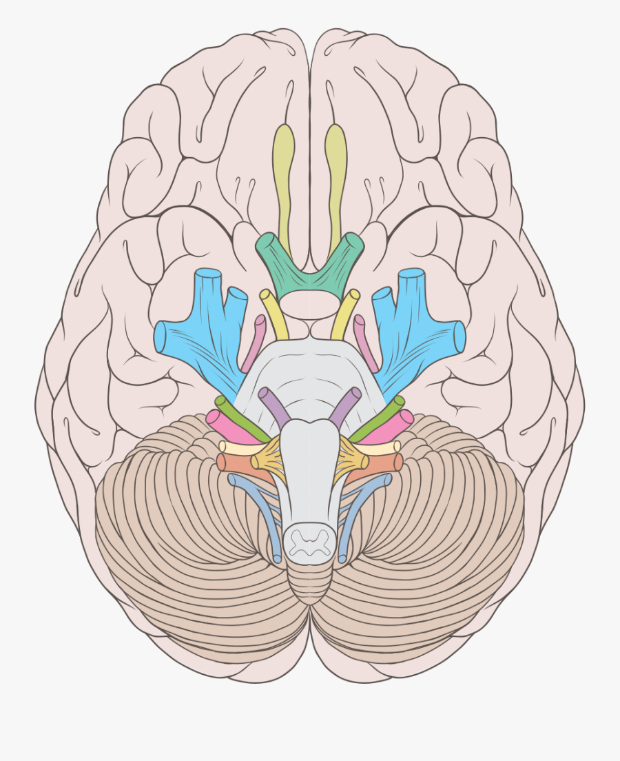 Cranial Nerve Face Drawing