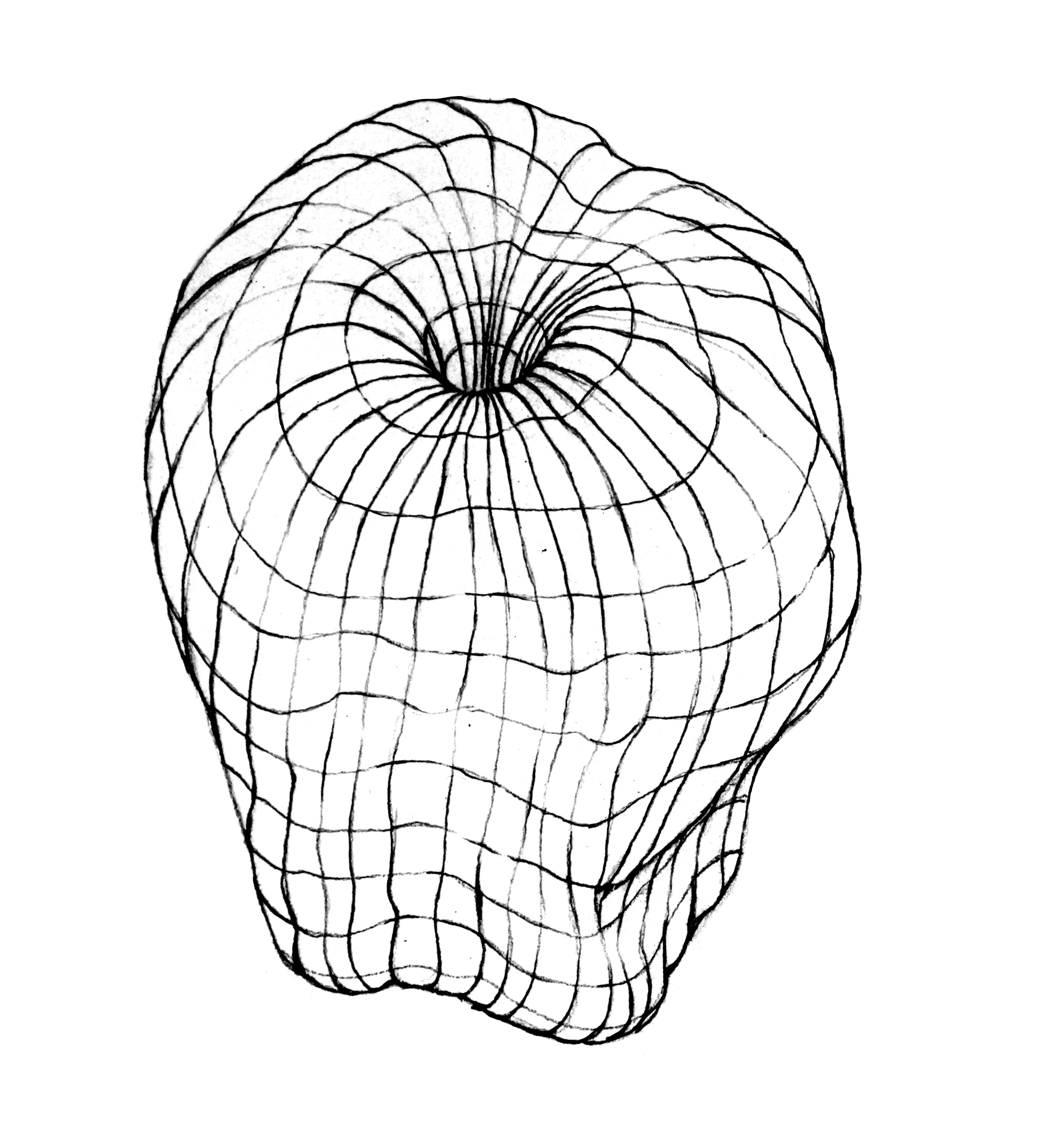 Cross Contour Drawing Pictures