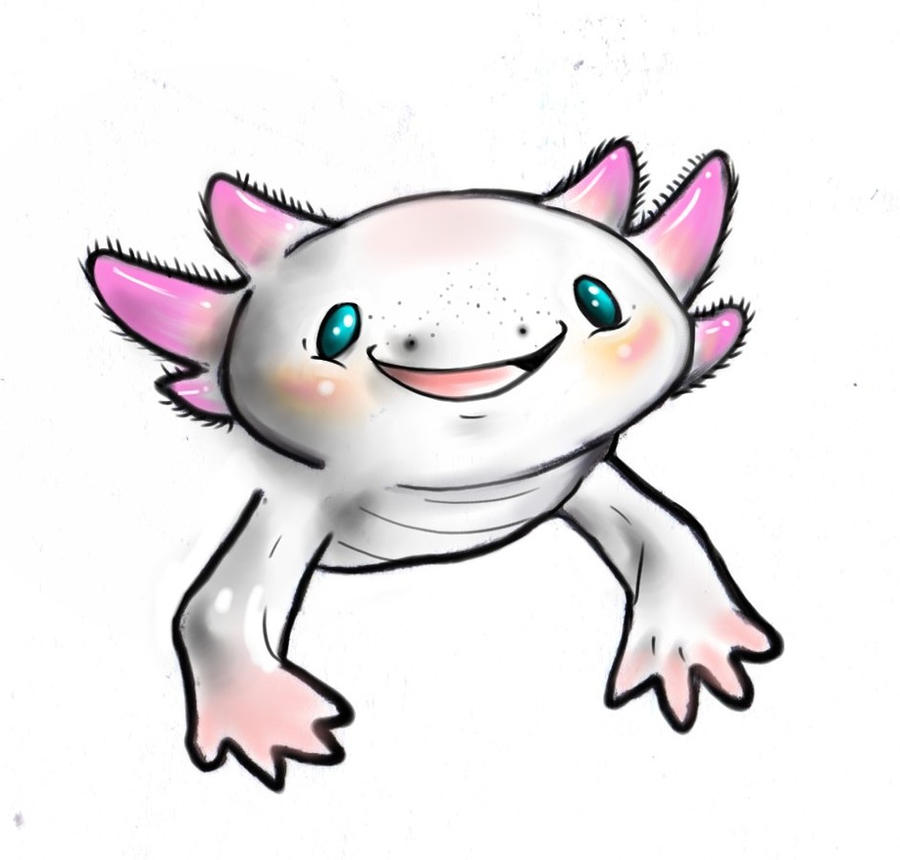 Cute Axolotl Drawing Photo