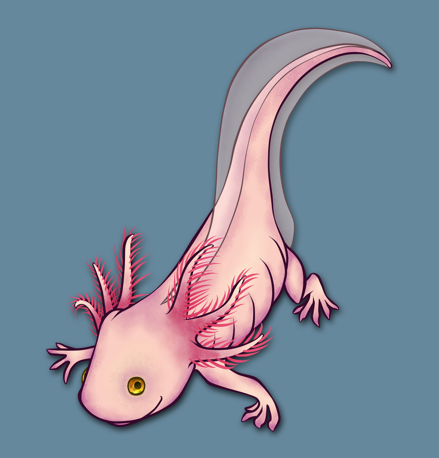 Cute Axolotl Drawing Picture