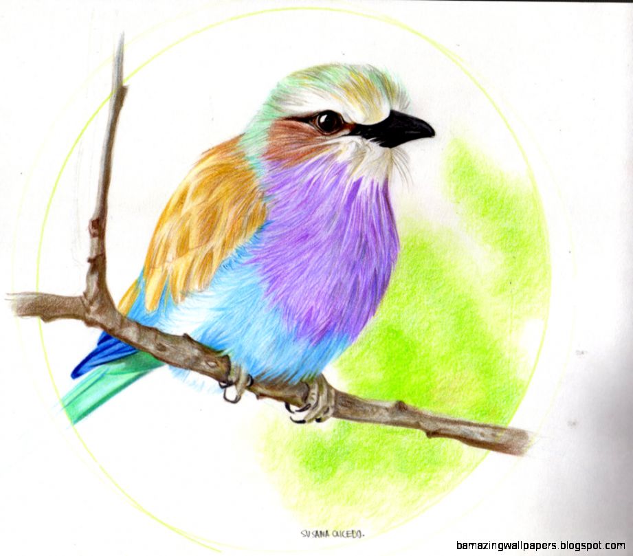 Cute Bird Drawing Image