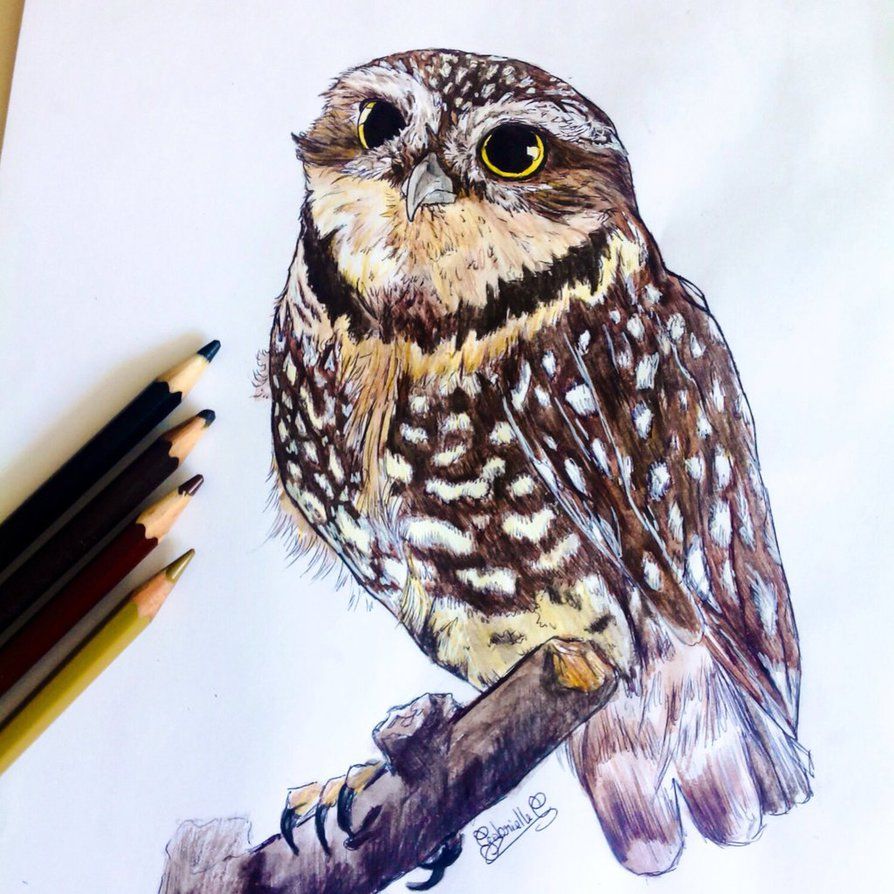 Cute Bird Drawing Sketch
