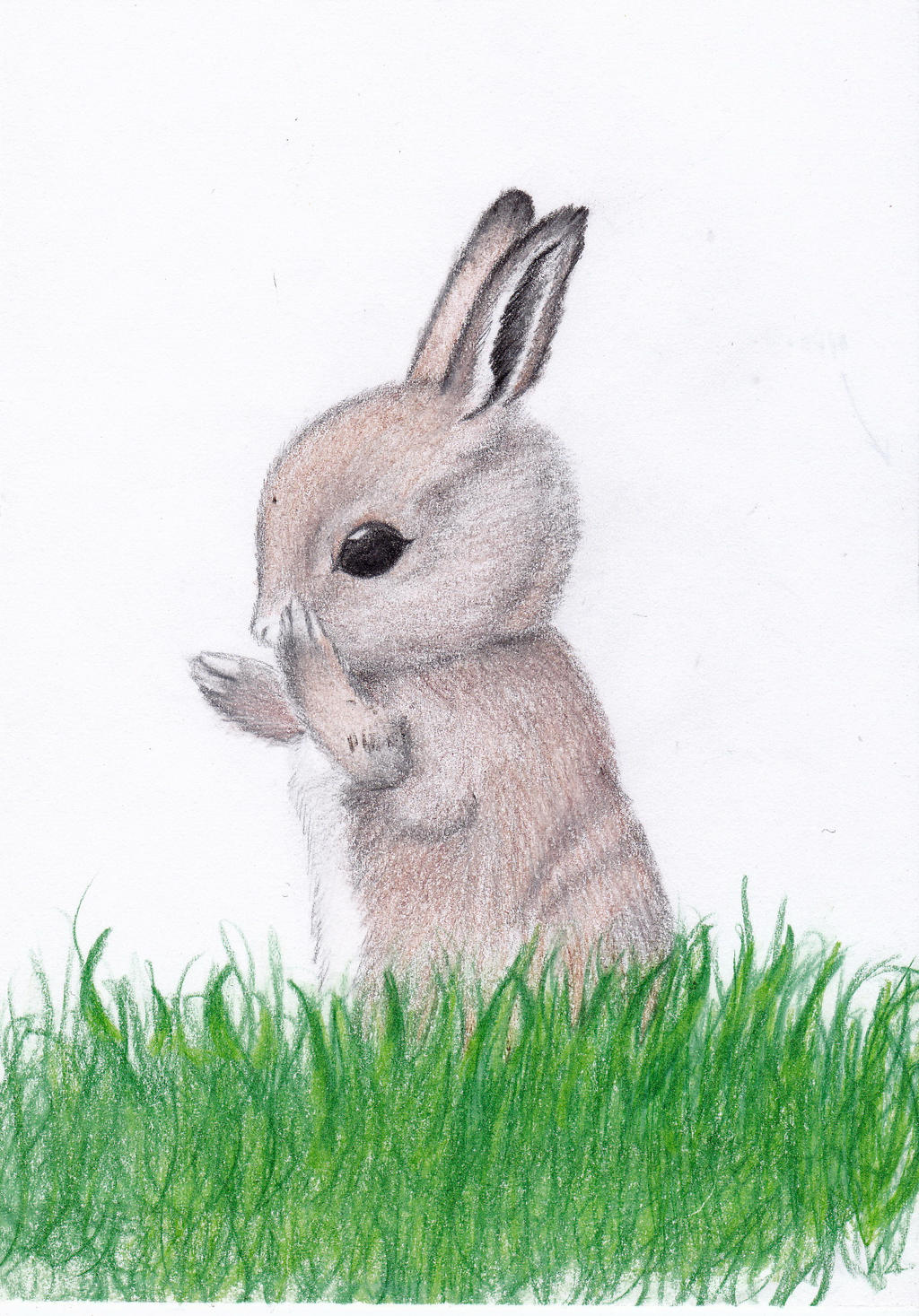 Cute Bunny Drawing Amazing