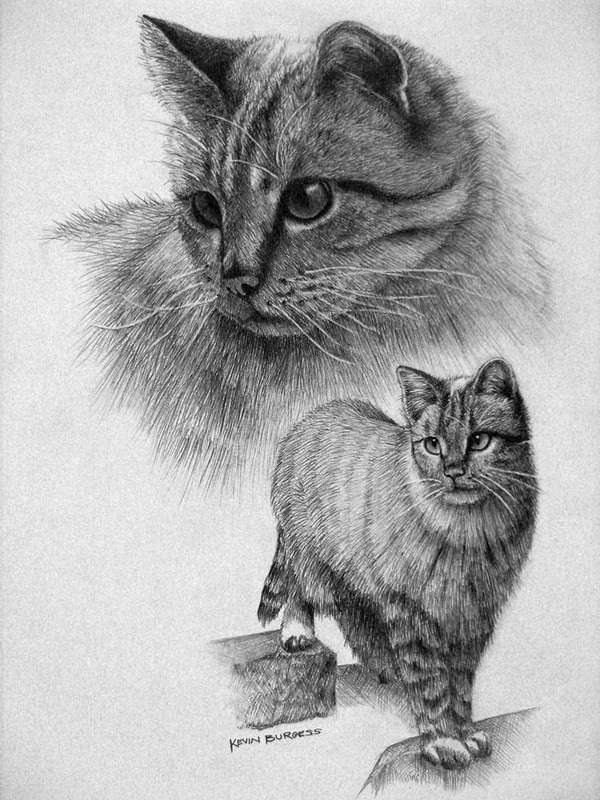 Cute Cat Drawing Photo