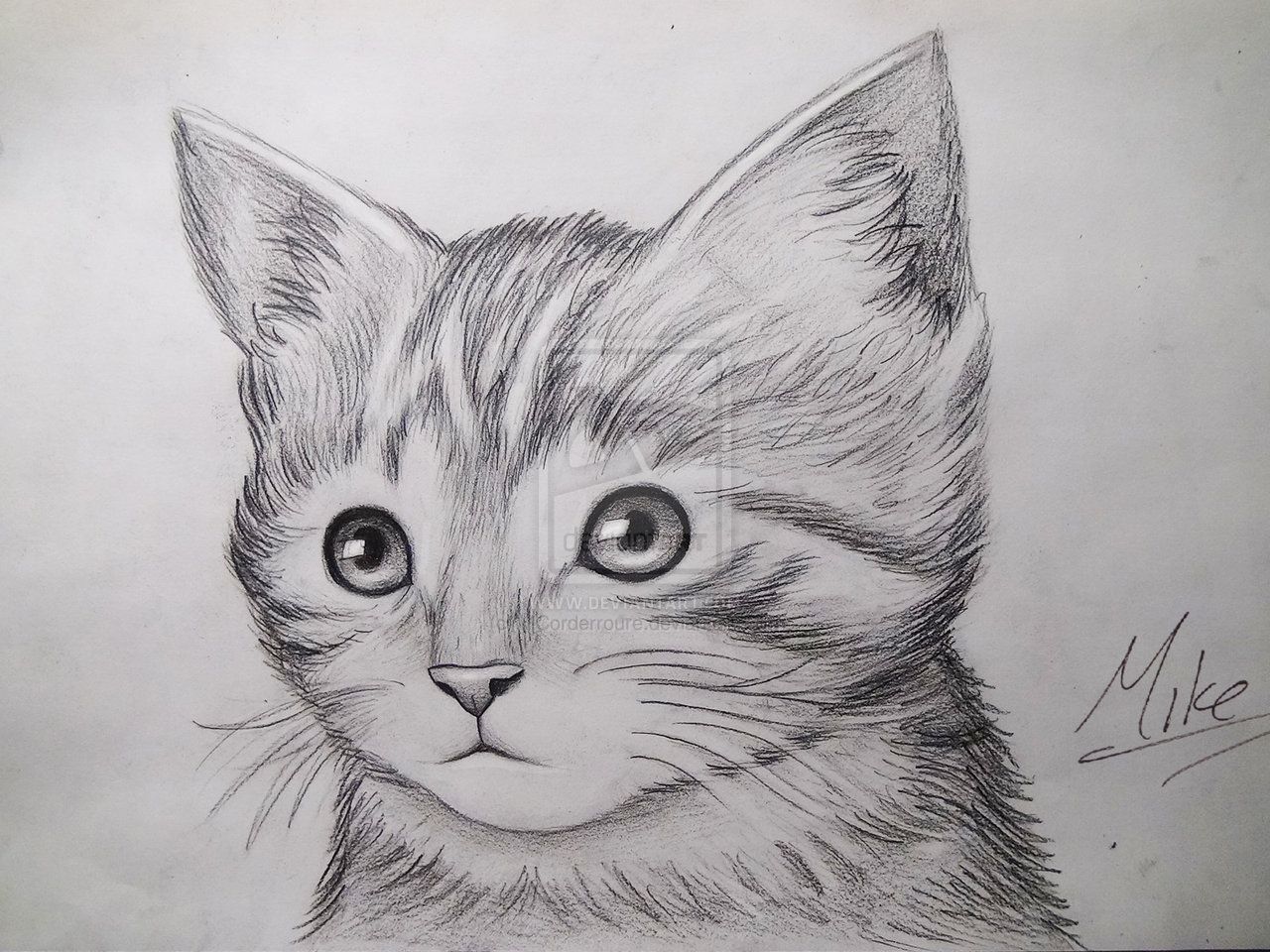 Cute Cat Drawing Sketch