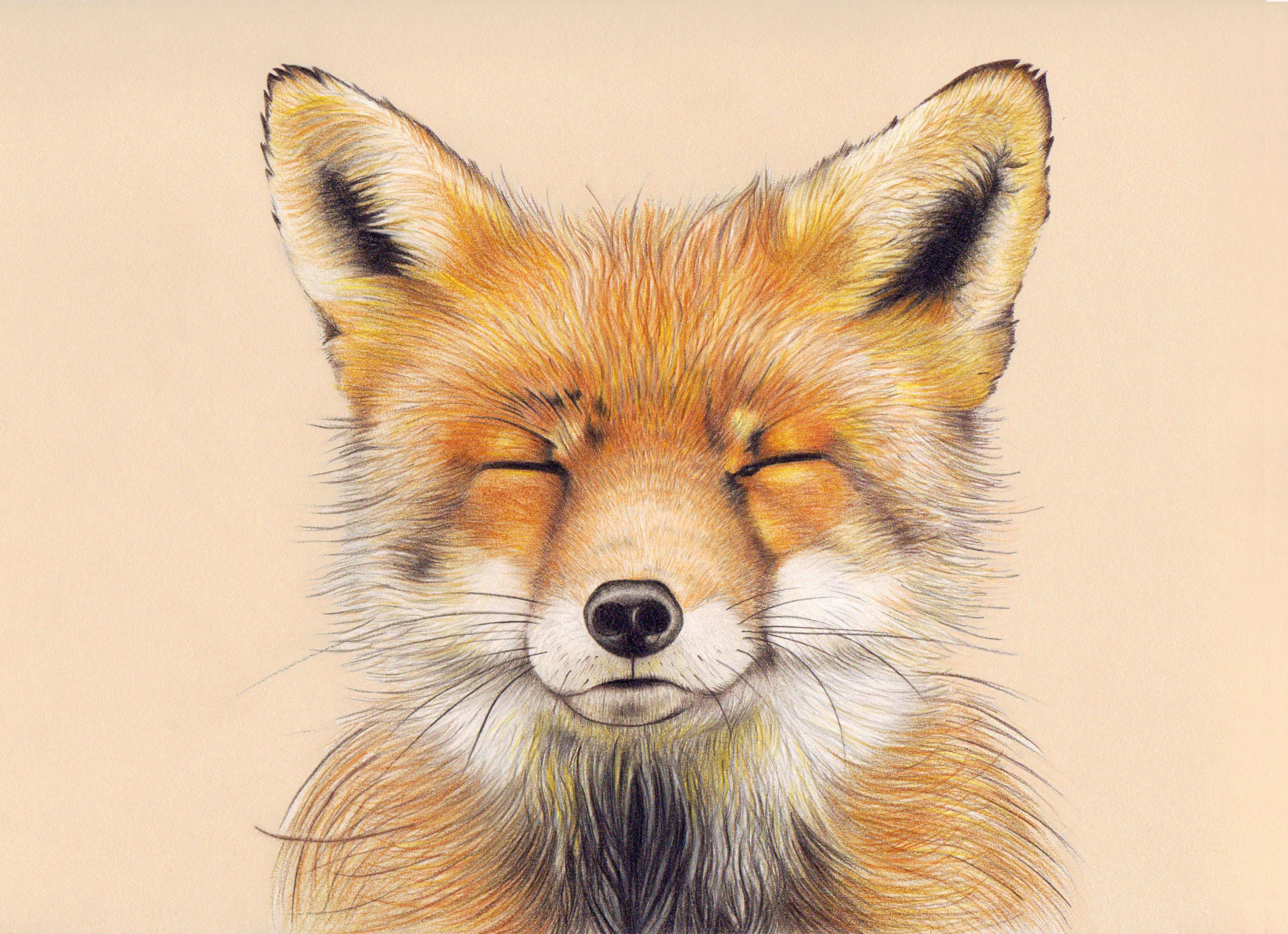 Cute Fox Drawing Pictures