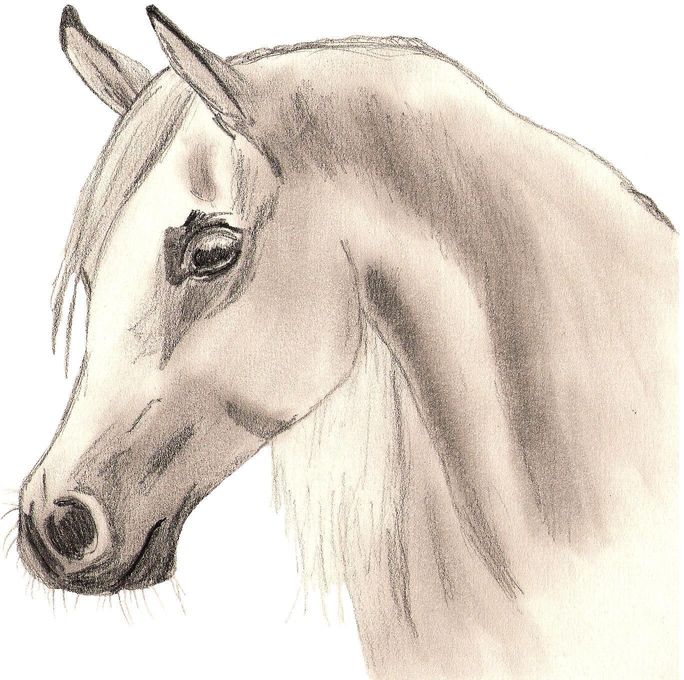 Cute Horse Best Drawing - Drawing Skill