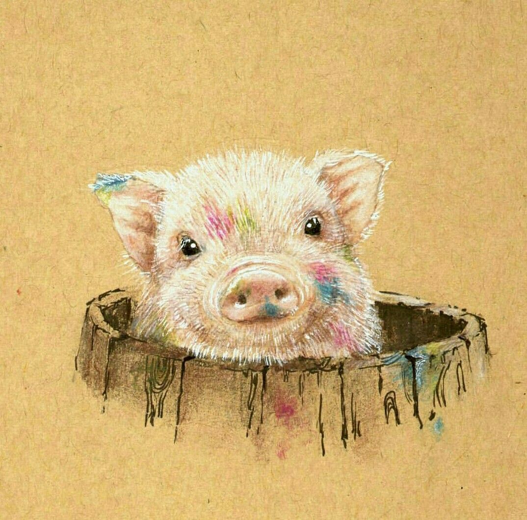Cute Pig Drawing Photo