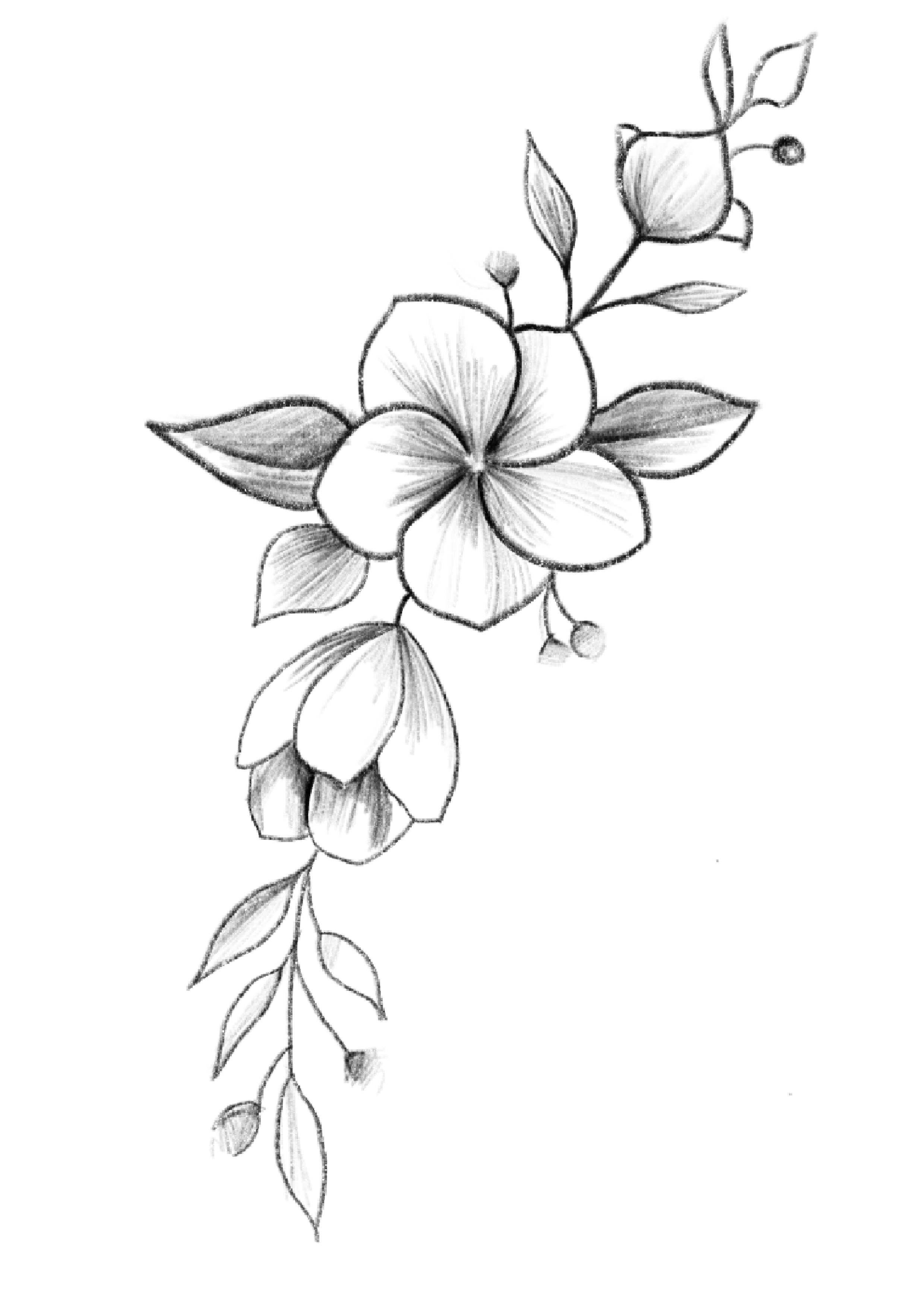 Cute Plant Drawing Sketch