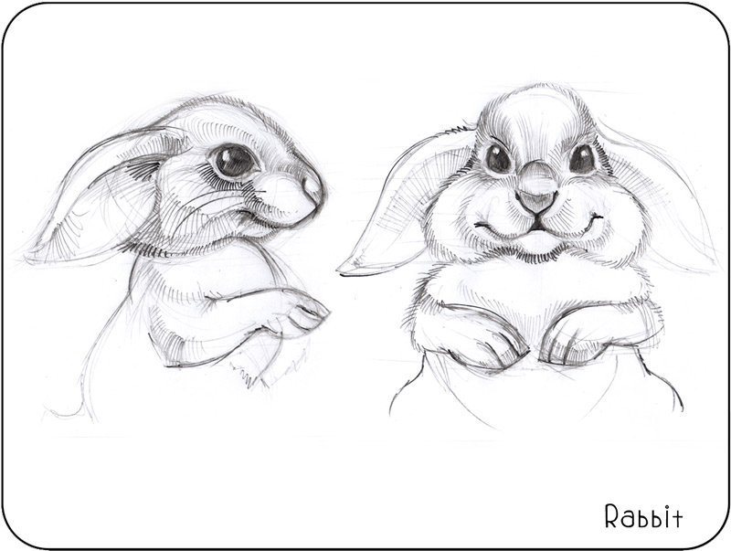 Cute Rabbit Drawing Beautiful Art