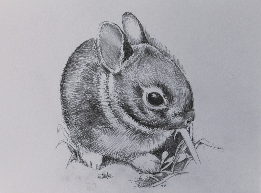Cute Rabbit Drawing Pics