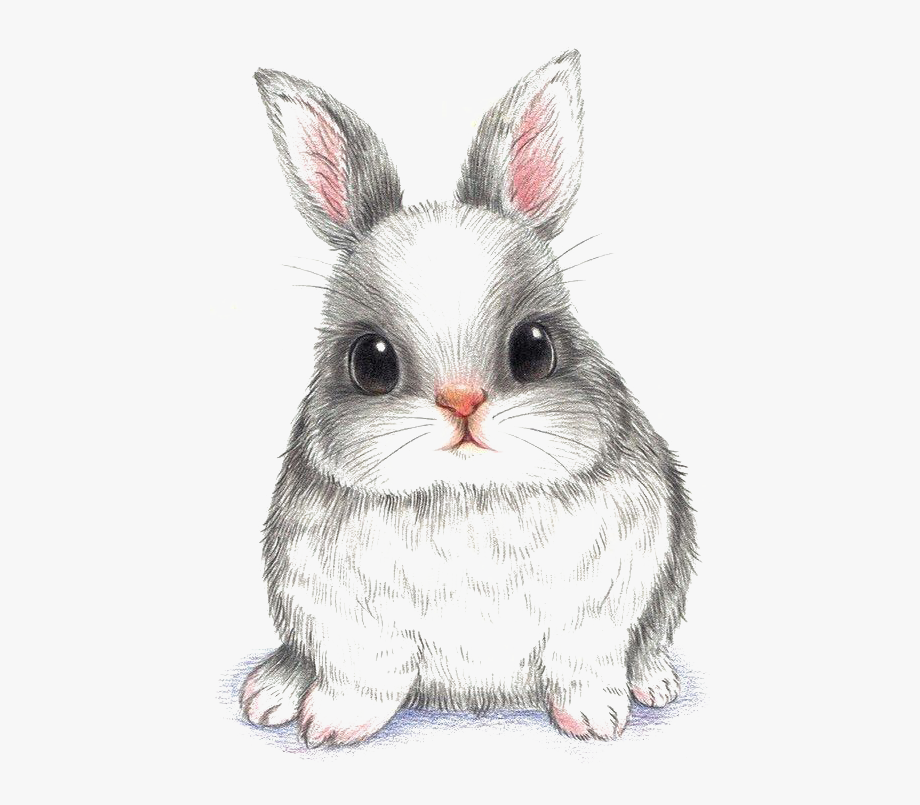 Cute Rabbit Drawing Pictures