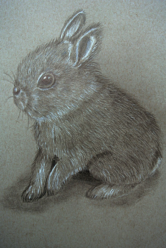 Cute Rabbit Drawing Sketch