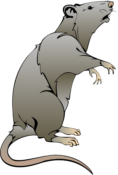 Cute Rat Drawing Realistic