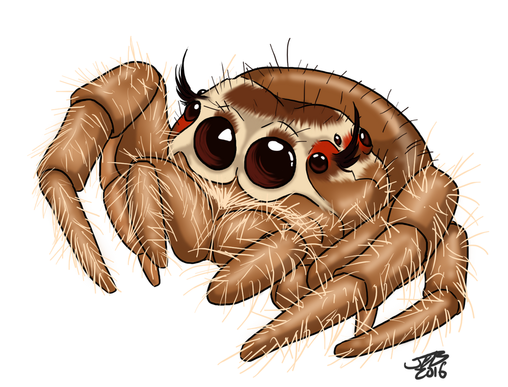 Cute Spider Drawing Image