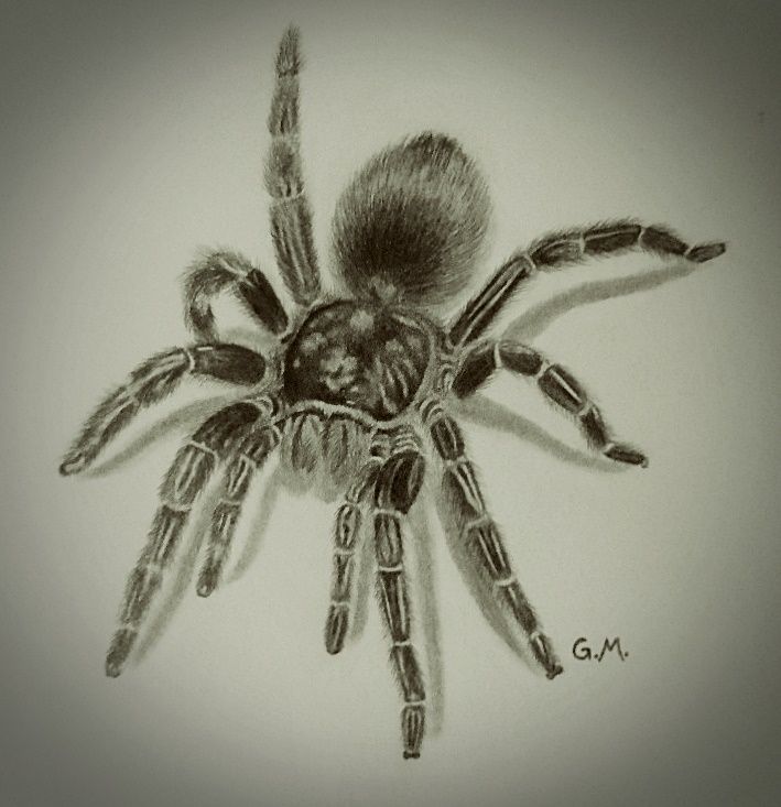 Cute Spider Drawing Pic