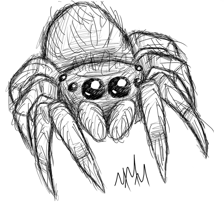 Cute Spider Drawing Pics