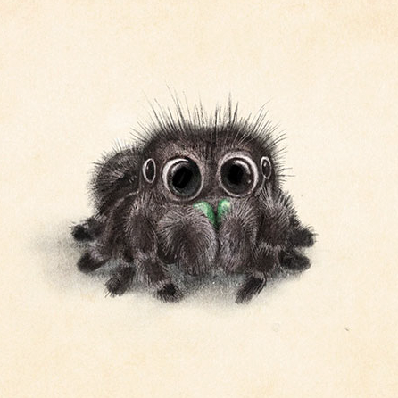 Cute Spider Drawing Picture