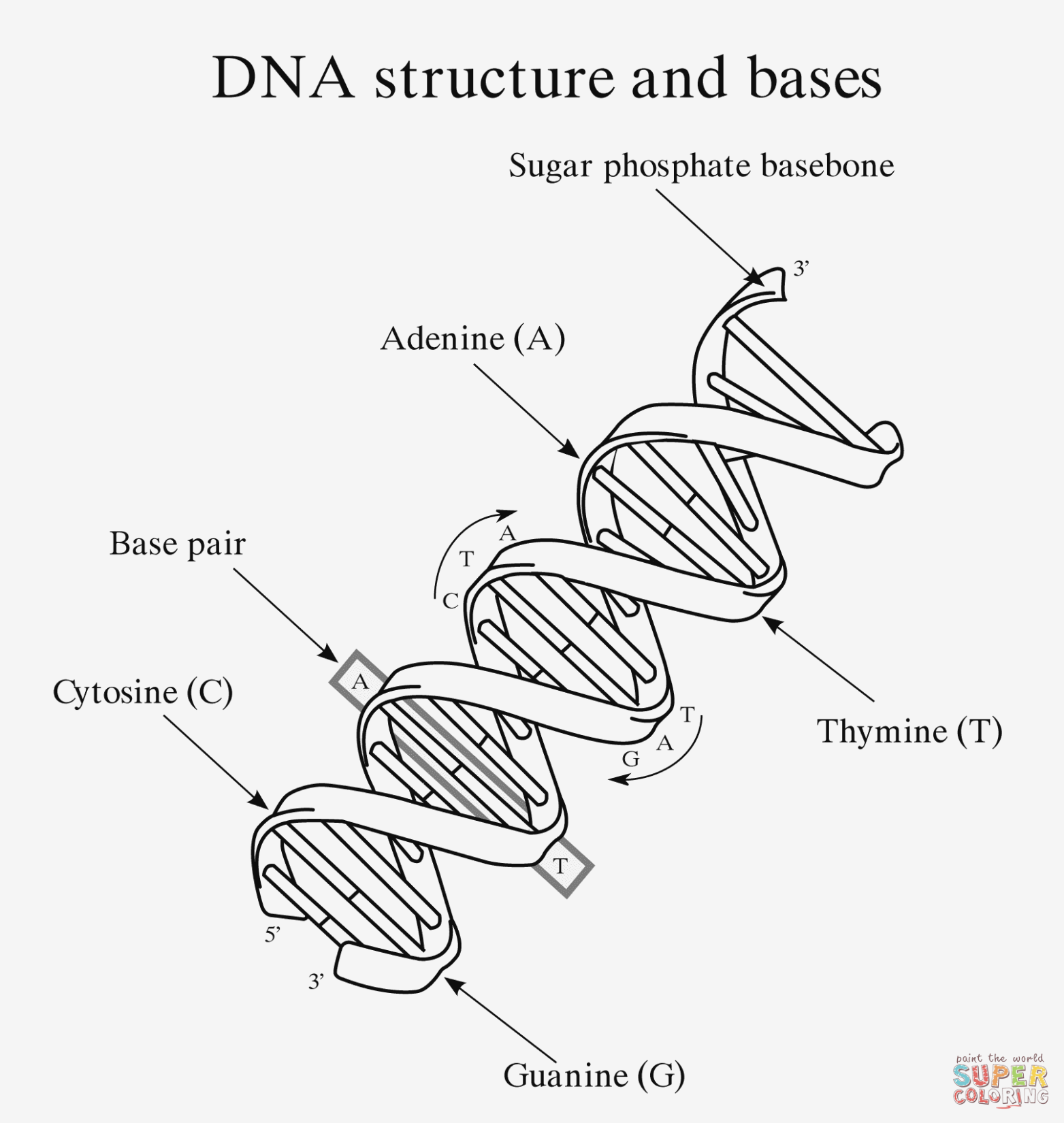 DNA Drawing Picture