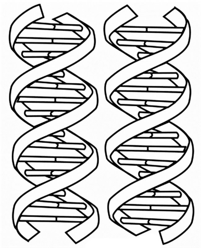 DNA Drawing Sketch
