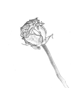 Dead Flower Drawing Art