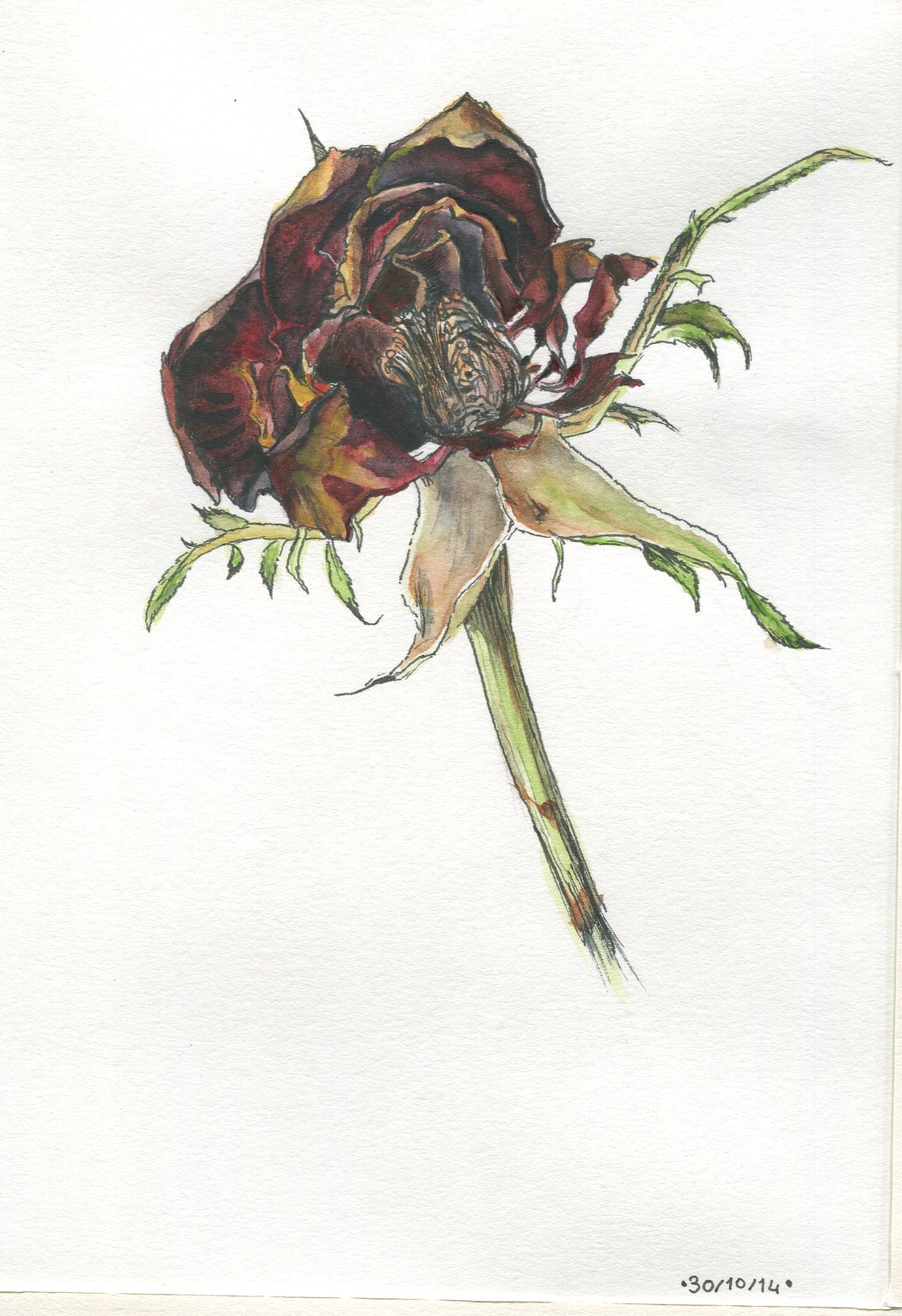 Dead Flower Drawing Creative Art