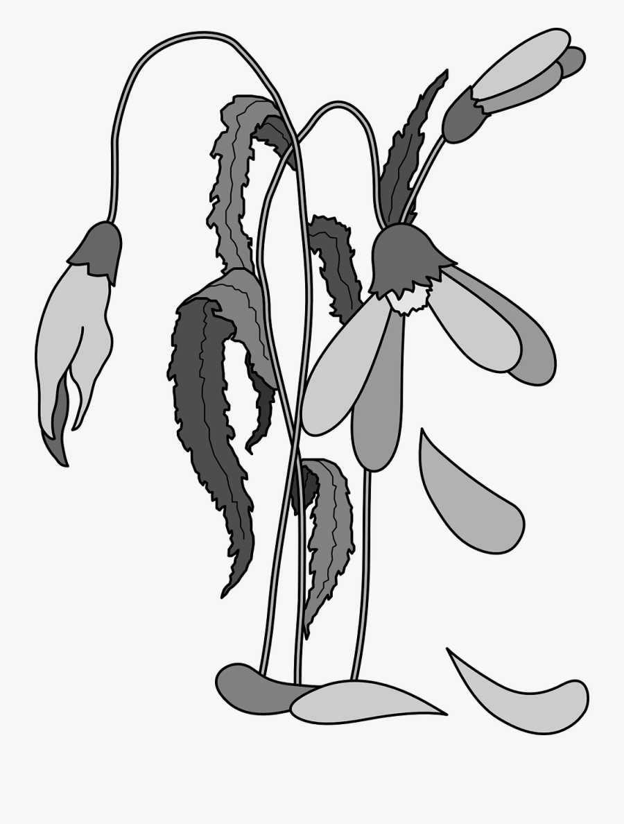 Dead Flower Drawing Image