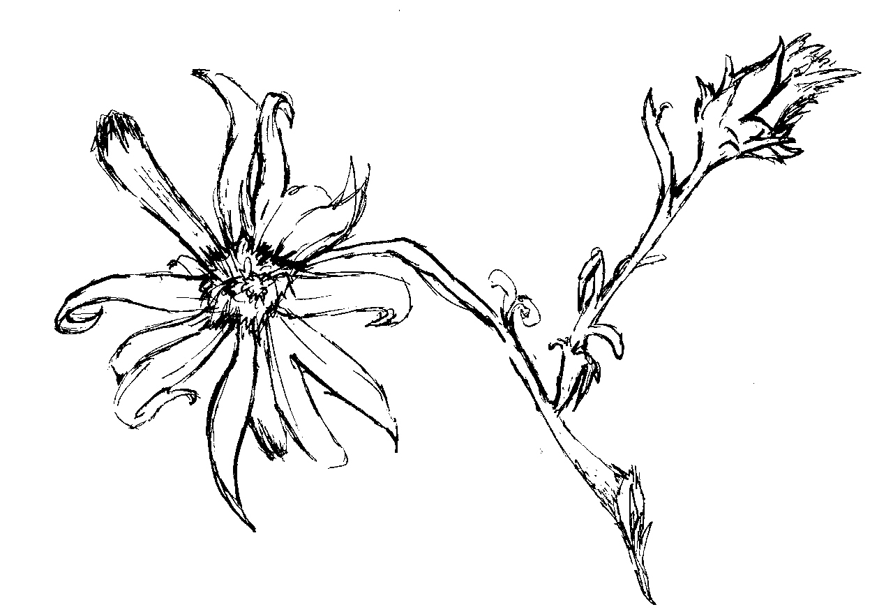 Dead Flower Drawing Pics