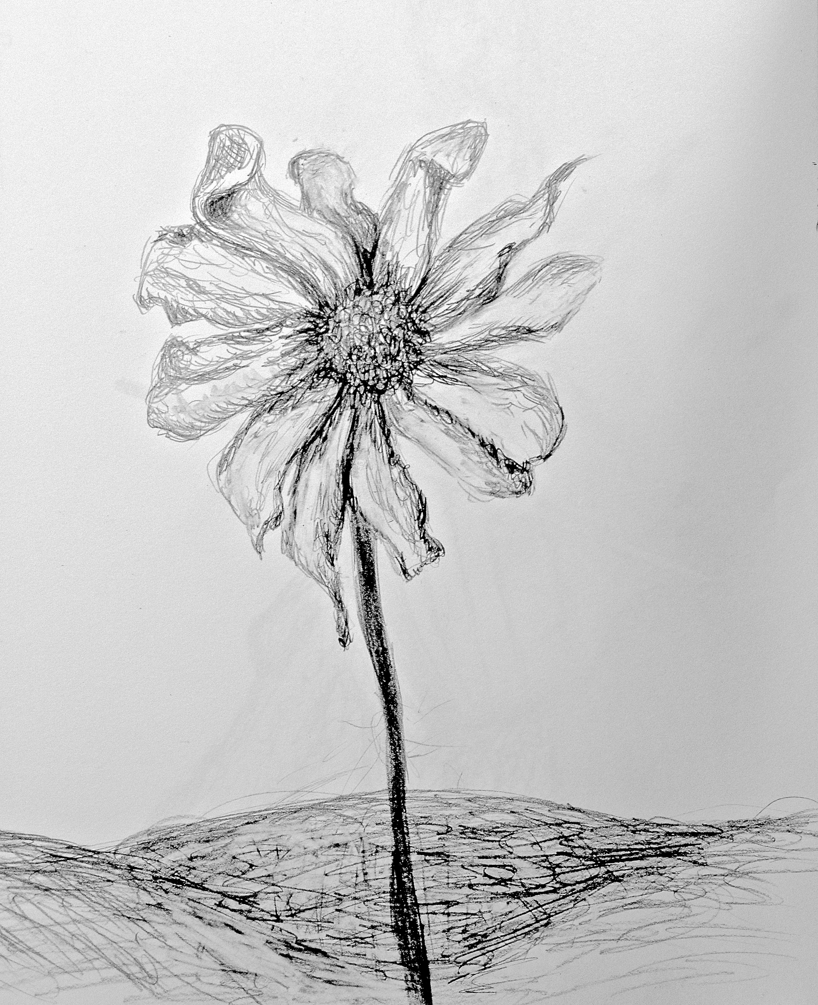 Dead Flower Drawing Sketch