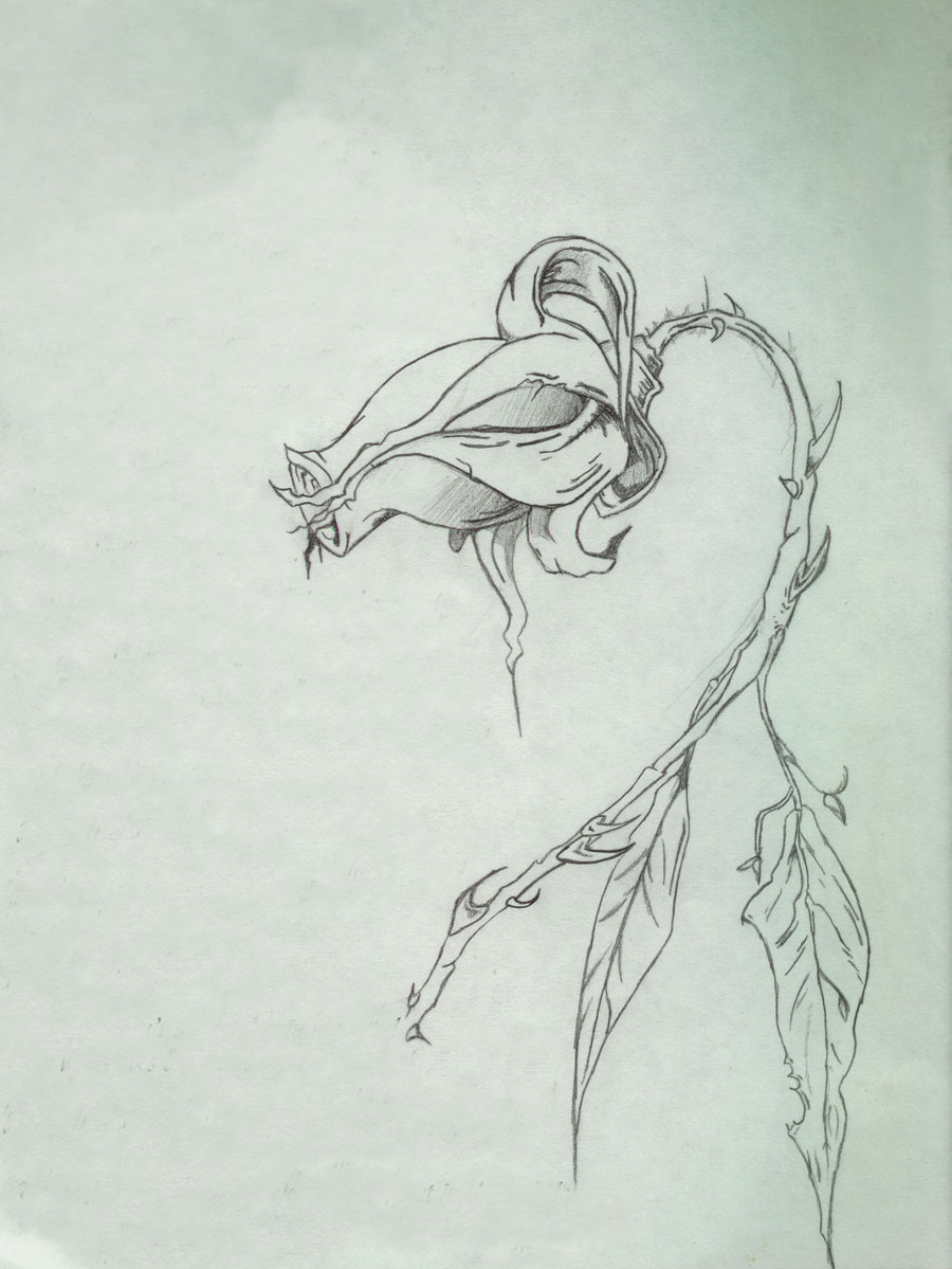 Dead Rose Drawing Sketch