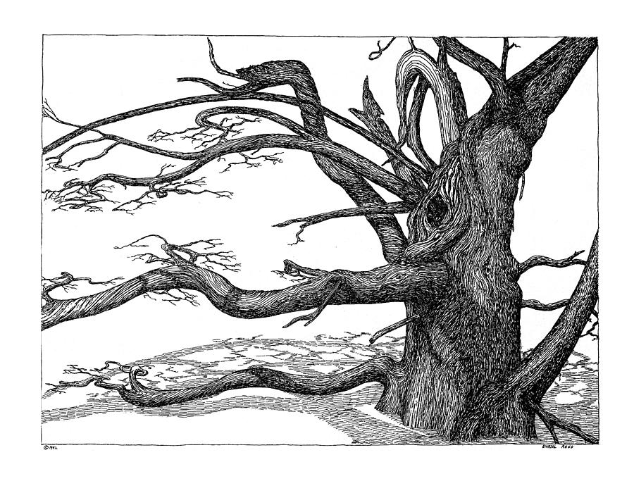 Dead Tree Drawing Amazing