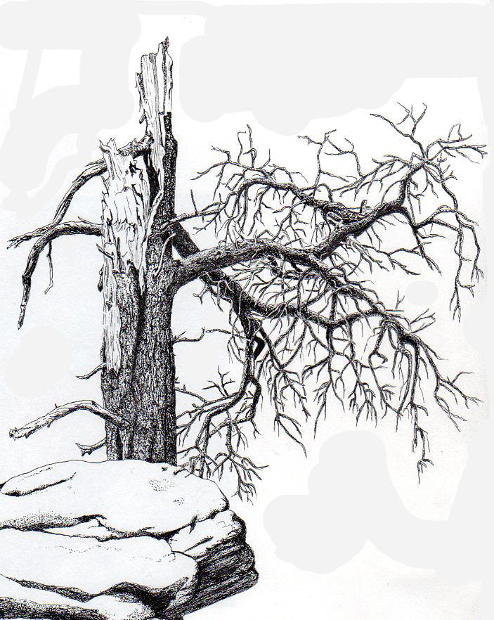 Dead Tree Drawing Creative Art