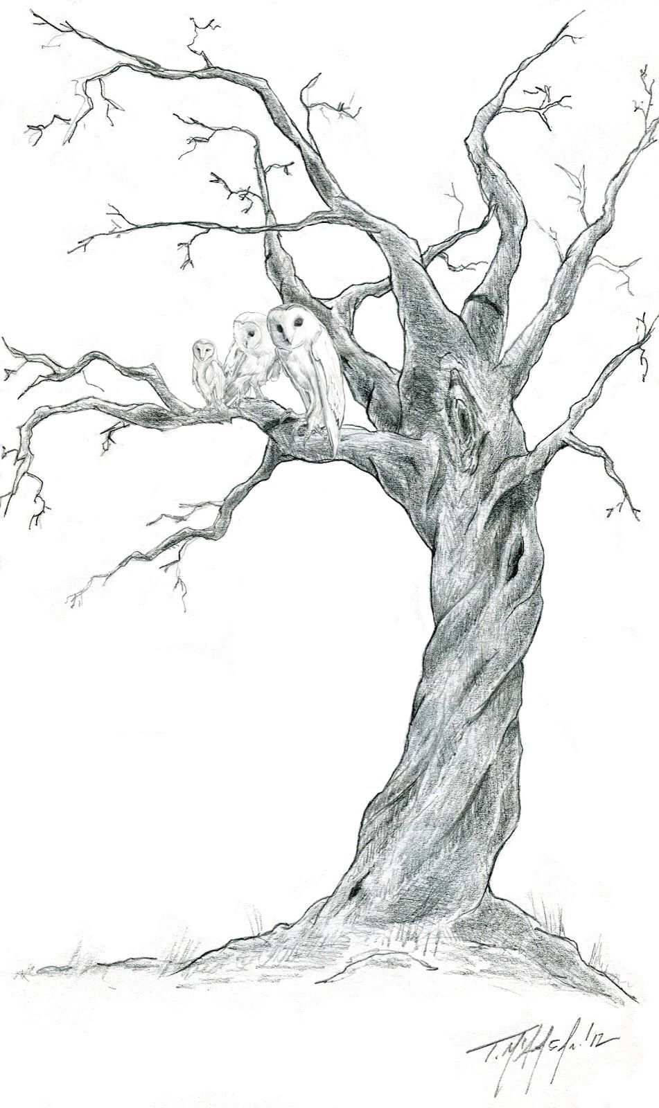 Dead Tree Drawing Pictures