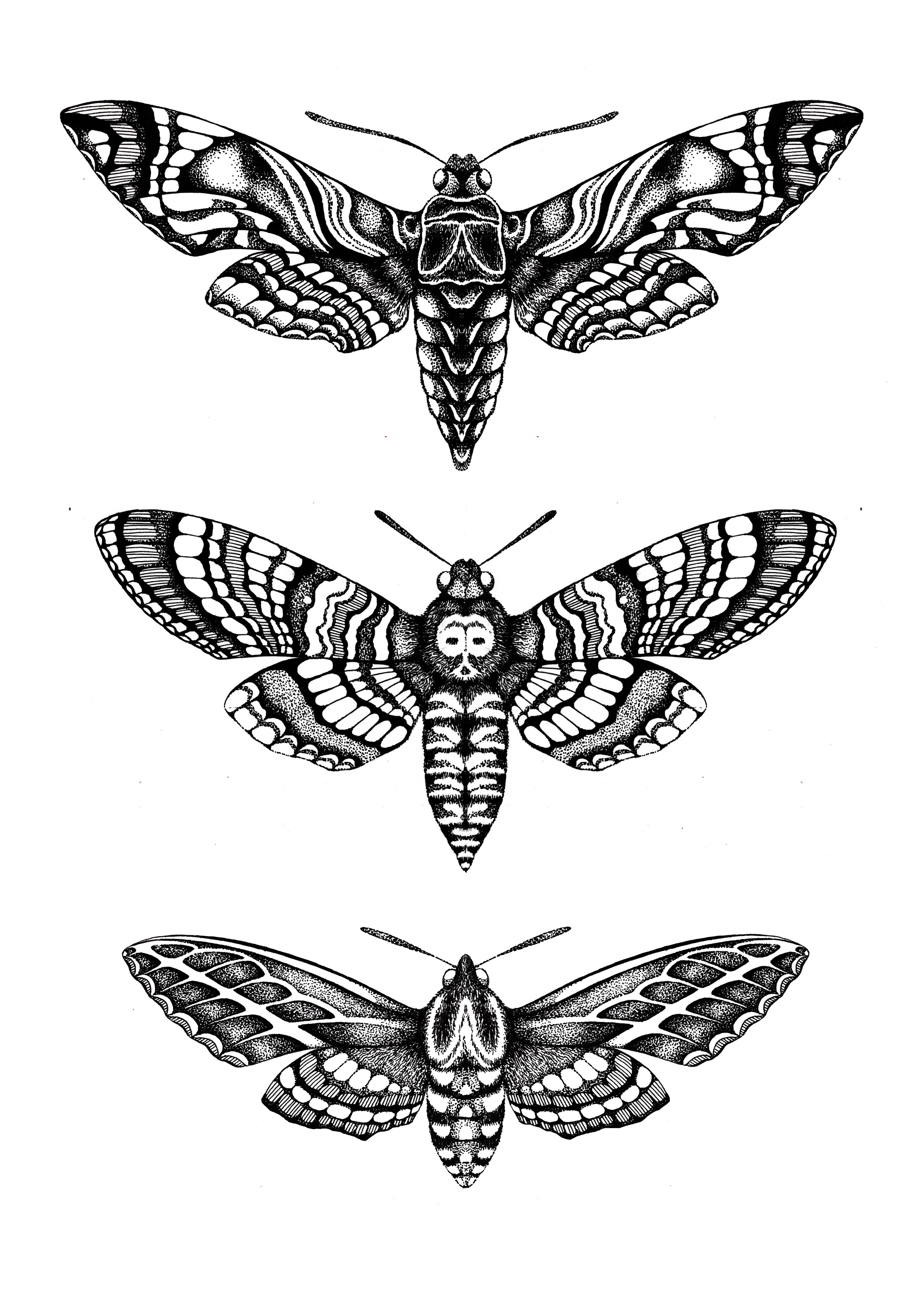 Death Moth Art Drawing