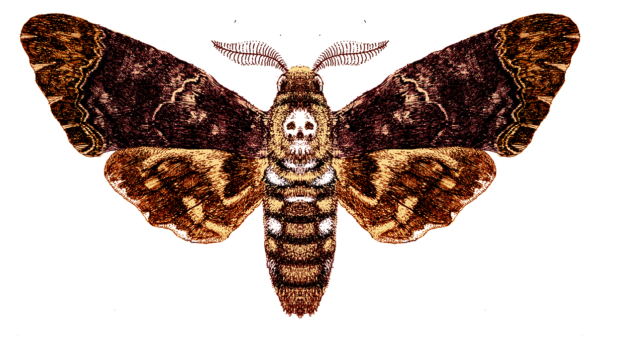 Death Moth Drawing Beautiful Art