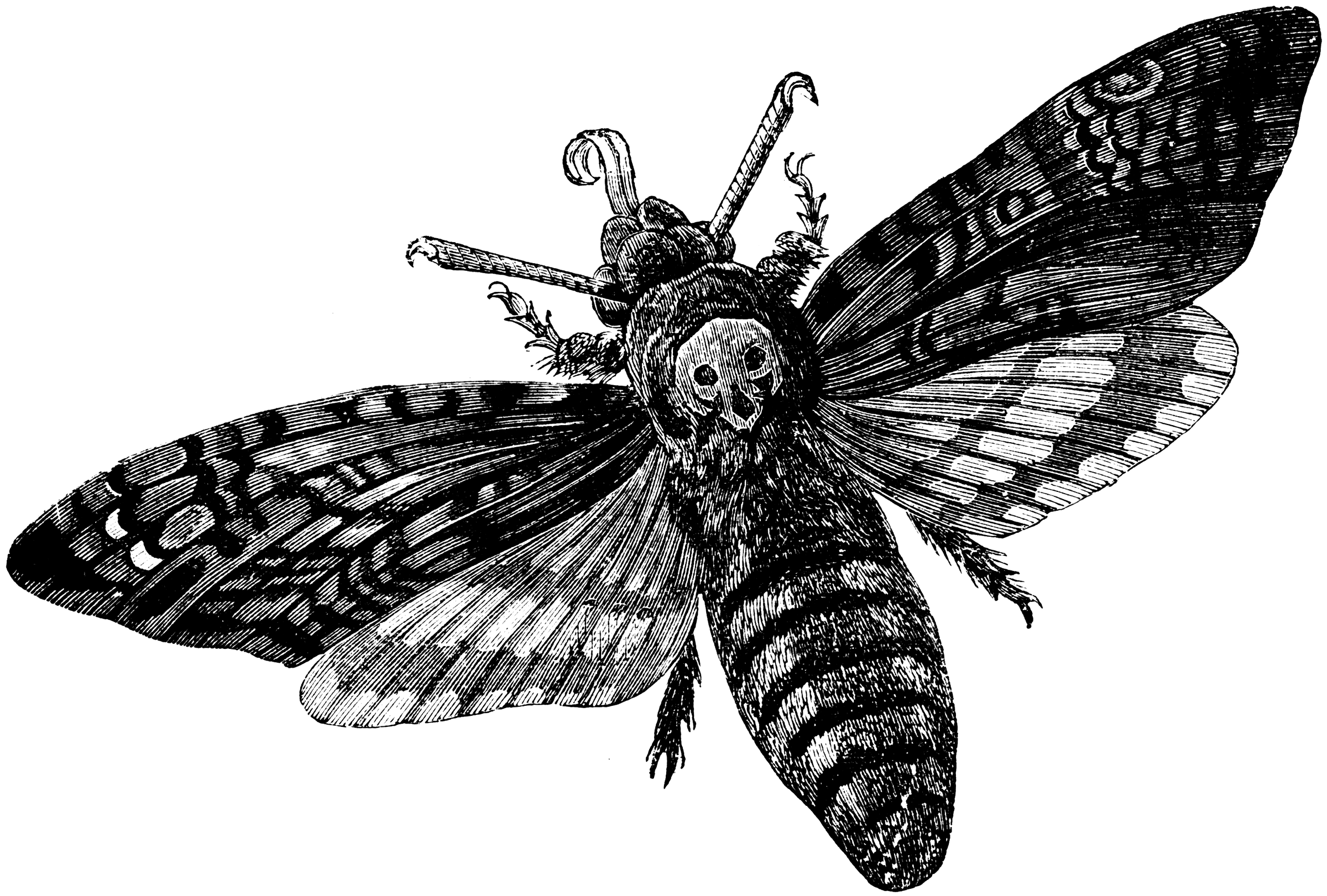 Death Moth Drawing High-Quality