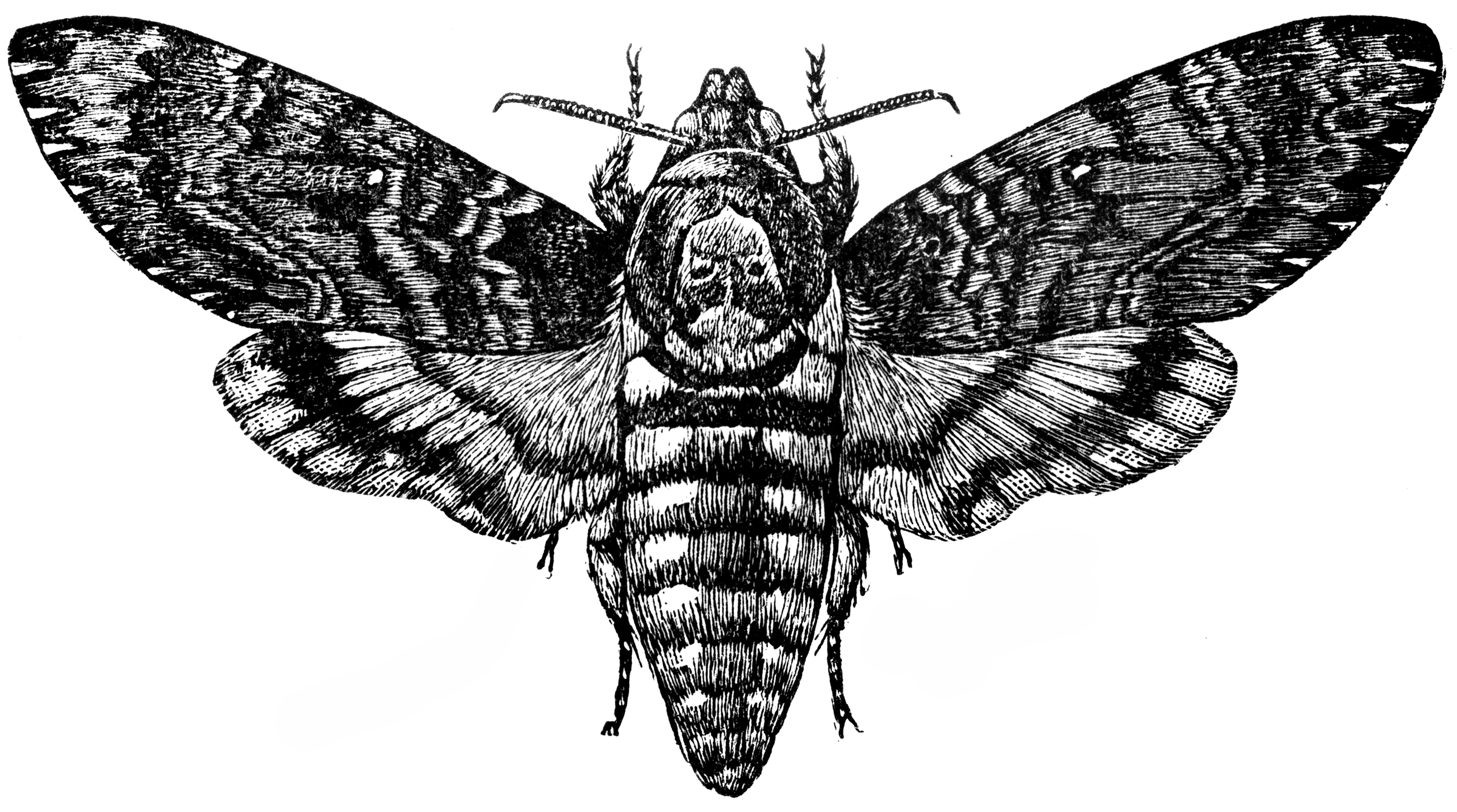 Death Moth Drawing Image