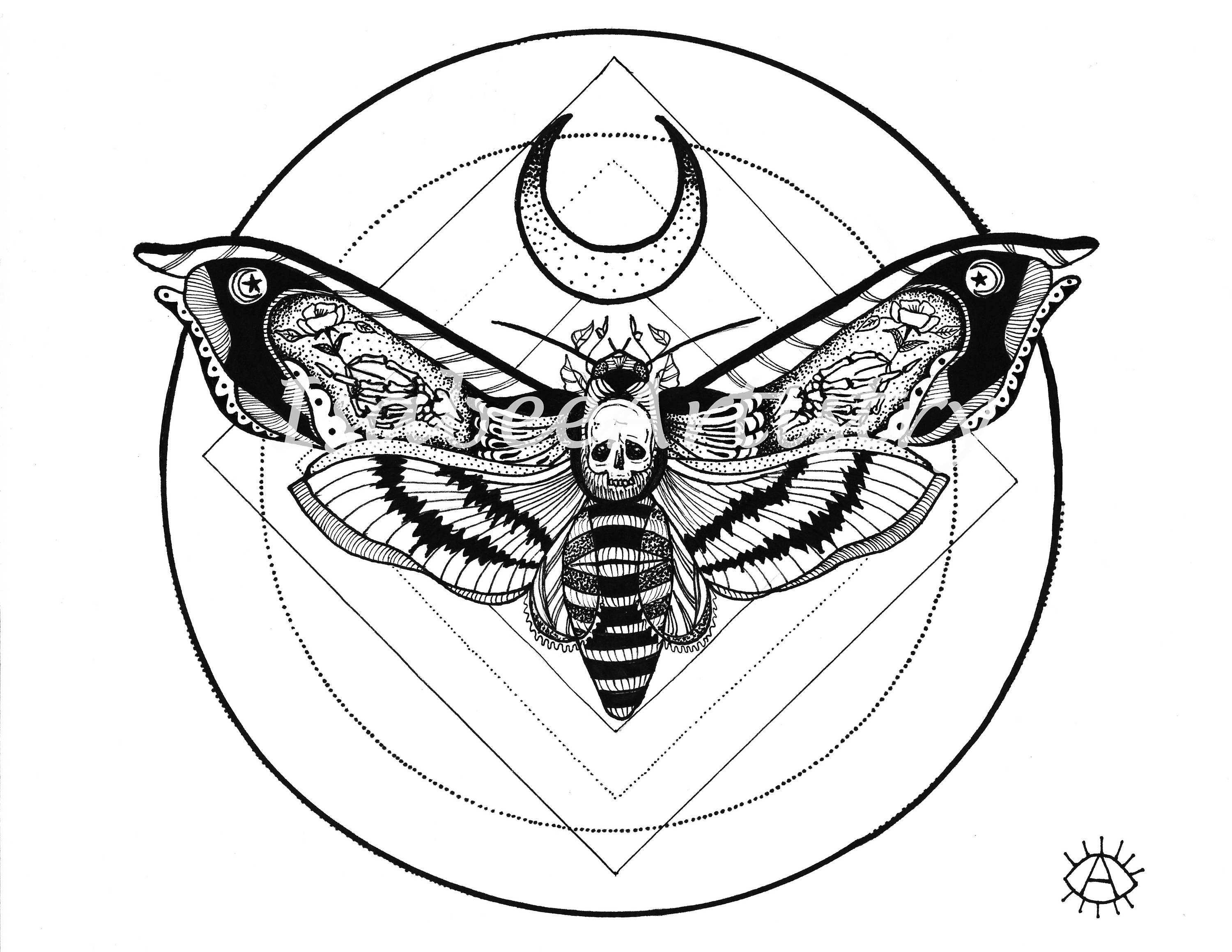 Death Moth Drawing Photo