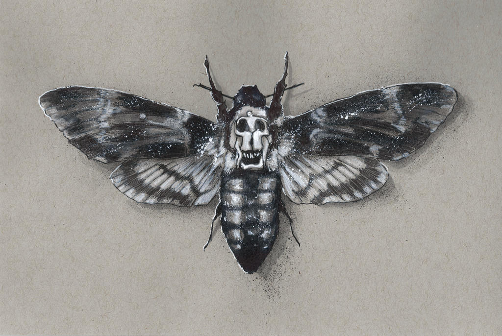 Death Moth Drawing Pic