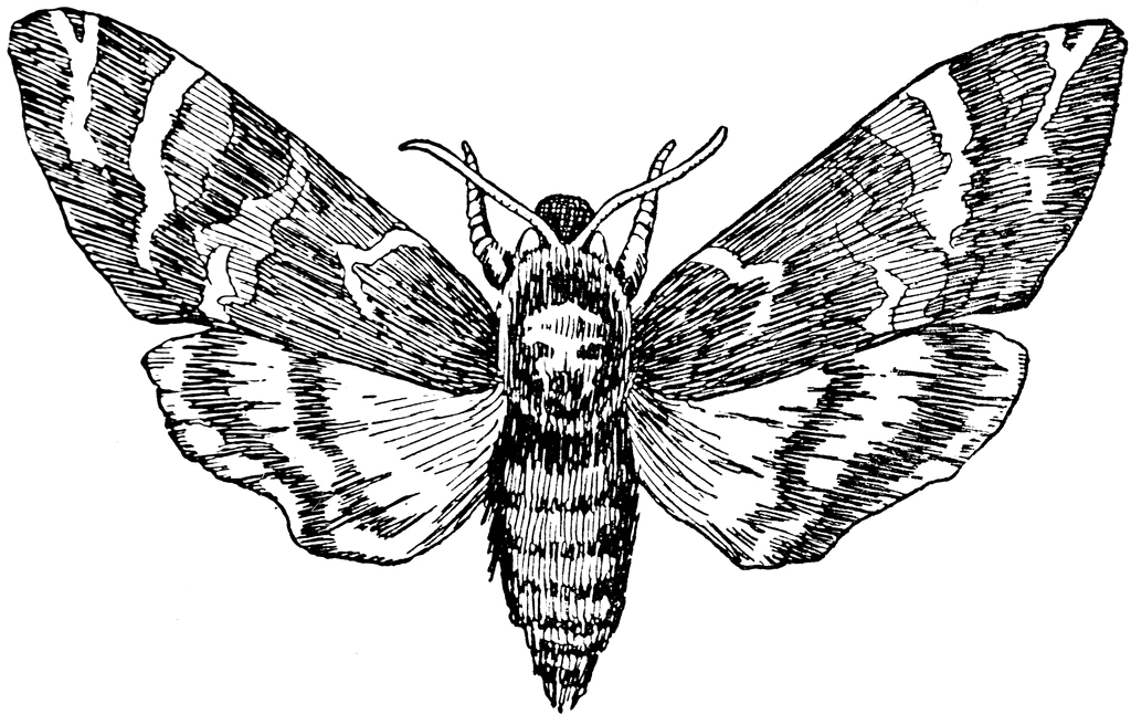 Death Moth Drawing Pics