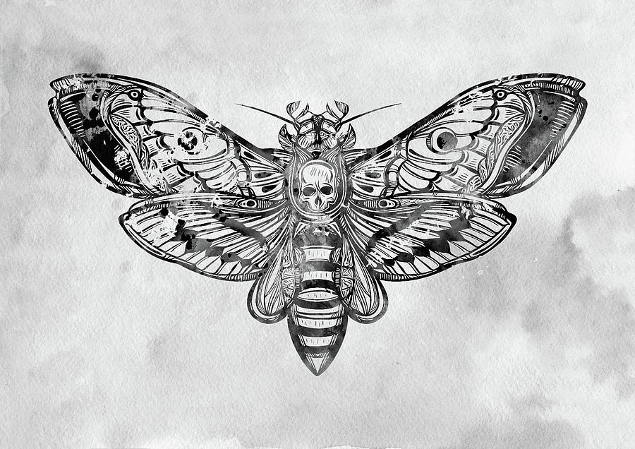Death Moth Drawing Picture